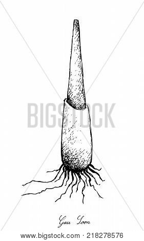 Stem Vegetable, Illustration of Hand Drawn Sketch Delicious Fresh Gau Soon, Manchurian Wild Rice or Zizania Latifolia Isolated on White Background.