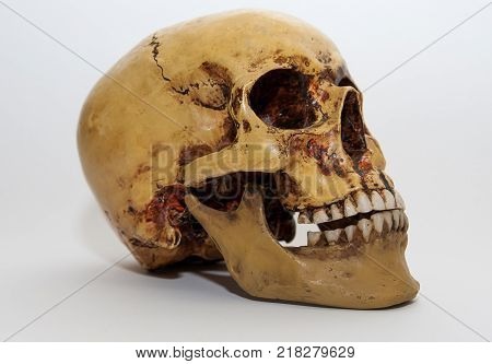 Fake human skull isolated on white background.