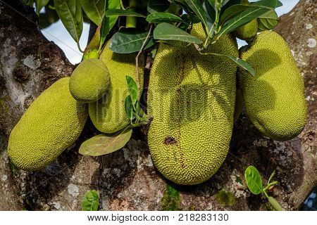 Almost ripe jack fruits hanging at a tree near Mbale in Uganda. 
