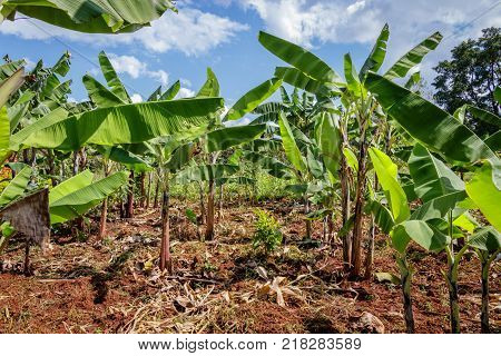 Banana Plantation in Uganda 