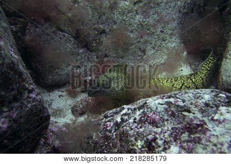 great moray eel in the depths of fuerteventura,  canary islands