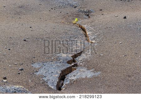 Dry soil. Crack ground. Desert arid area. Plant sprout. Business concept