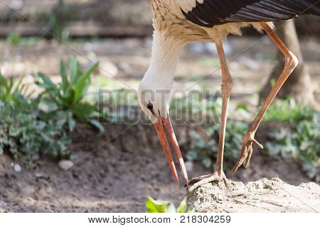 Stork in nature in zoo . In the park in nature