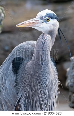 Great Blue Herron in Enclosure at Zoo