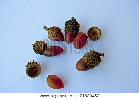 Ekollon