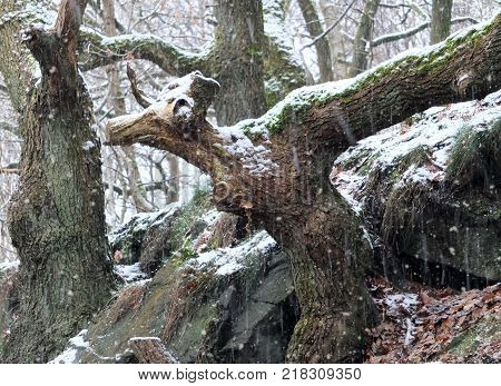 snow falling in ancent woodland with animal shaped tree trunk