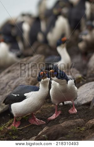 Pair of Imperial Shag (Phalacrocorax atriceps albiventer) engaged in a courtship ritual on the cliffs of Saunders Islands in the Falkland Islands.