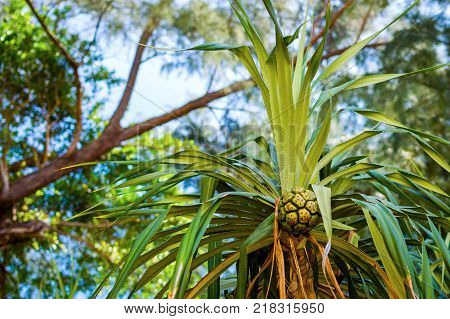 Palm fruit on tree. Asia contries Vegetation