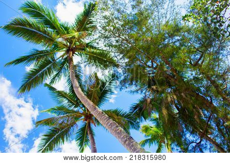 Tropical landscape. Bottom view of the palm trees on background of bright blue sky