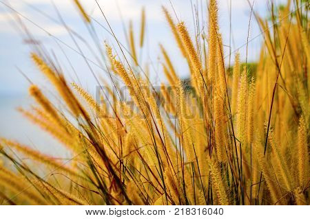 Spikelets on the coast of sea on sunset.