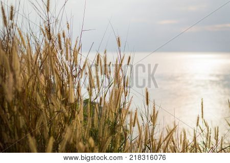 Spikelets on the coast of sea on sunset.
