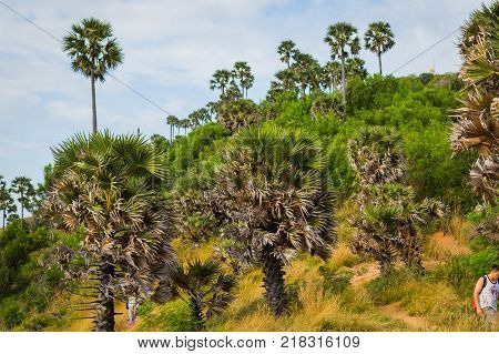 Palms on the coast of sea on sunset.