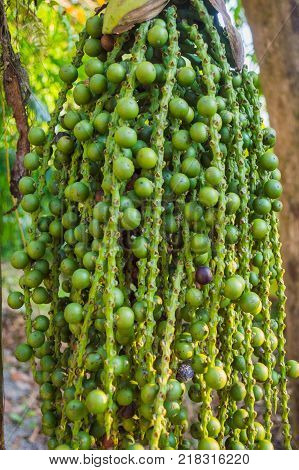 Pepper field at Gia Lai, Viet Nam, group of pepper plant in green, this farm product is export product from Vietnam to Asia, vegetable growing in bush, and plant in many areas Binh Phuoc, Dak Lak.