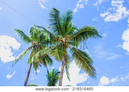 Amazing view. Palm trees on bright blue sky background