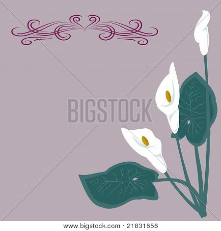 White lilies on a gray background