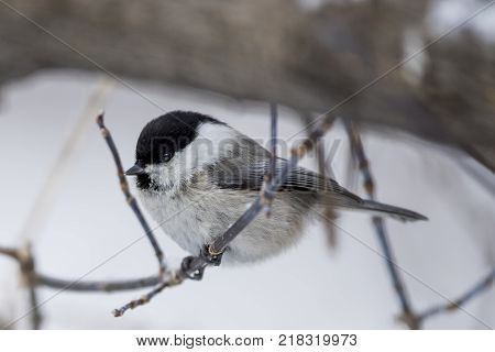 Bird Nuthatch sits on a branch. Russia, the winter Siberian forest.