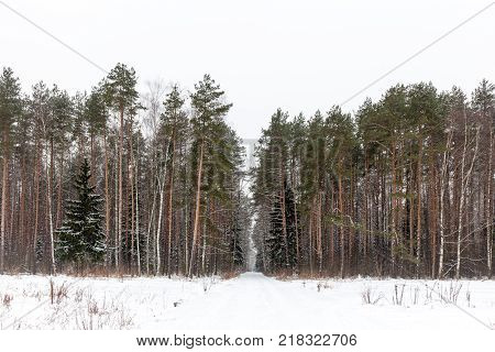 Winter Woods
