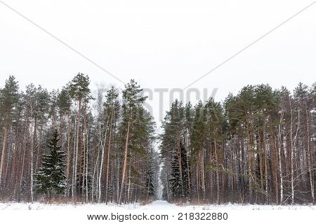 Winter Woods