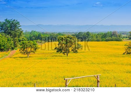 Garden yellow sunhemp flower with natural background