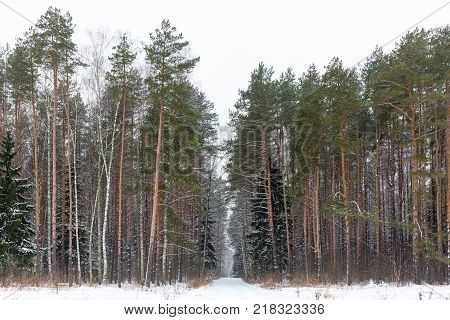 Frosted Winter Woods. Pushkino, Moscow Oblast, Russia.