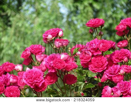 pink eglantine flowers in spring with a green background