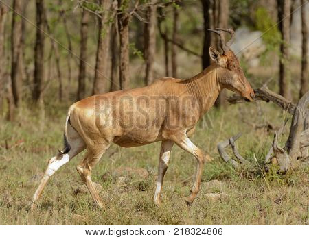 Closeup of Coke's Hartebeest (scientific name: Connochaetes taurinus or 