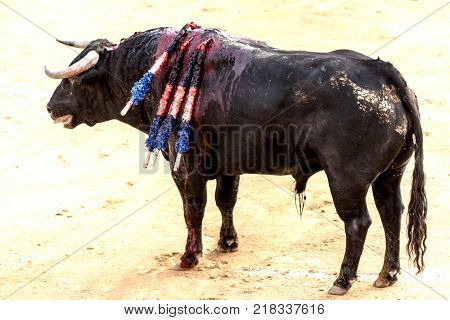 A large Spanish bull fighting. Spanish bullfight