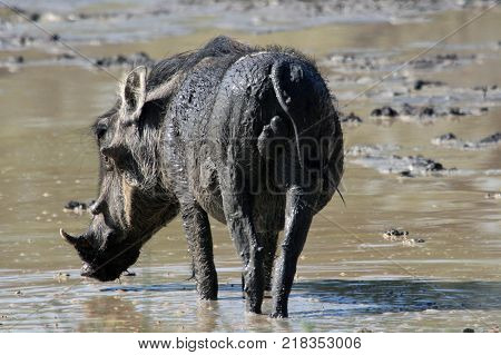 Wild boar-warthog drinking dirty water. Young male African warthog in the mud. Limpopo South Africa