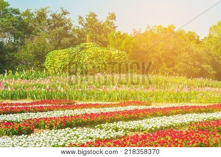 A field of cosmos with Mountain in the background. Beautiful cosmos flowers field at Jim Thompson farm at Nakornratchasima ThailandA field of cosmos with Mountain in the background. Beautiful cosmos