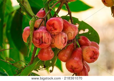 Java Apple On Tree close up of red tropical fruit