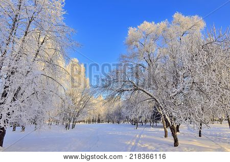 Beauty of winter landscape in snowy park at sunny day. Wonderland with white snow and hoarfrost covered trees and bushes at sunlight - beautiful winter fairy tale