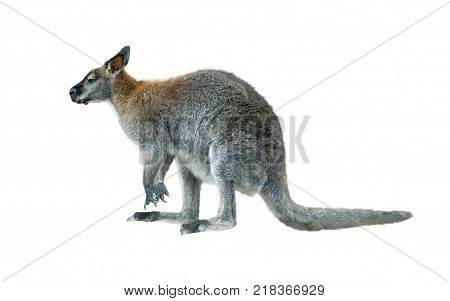 rock wallaby young male isolated over a white