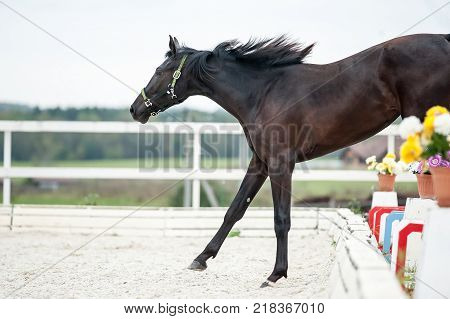 Young horse jumping to a dressage parade