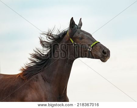 young purebred horse portrait over a sky background