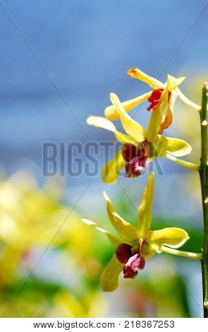close up 0f blooming yellow orchids flowering