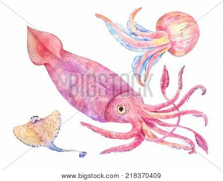 Squid batoidea jellyfish. Sea set watercolor illustration isolated on white.