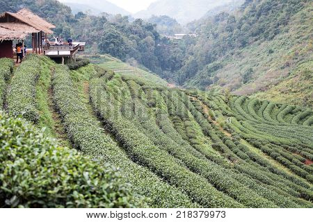 CHIANG MAI, THAILAND - NOVEMBER 25: tea plantation on Angkang mountain in Chiang Mai Thailand on November 25 2017.