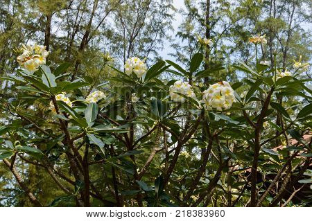 Beautiful white flower in thailand, Lan thom flower.