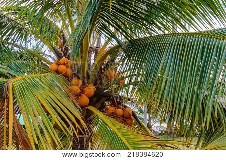 King coconut bunches growing on the palm tree. King coconut, Cocos nucifera, is a variety of coconut, native to Sri Lanka where it is known as Thembili.