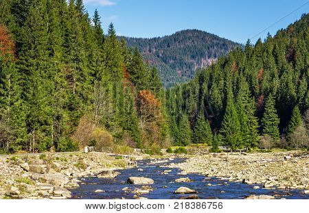 autumnal landscape with narrow river in spruce forest. beautiful nature scenery mountainous area under blue sky with clouds
