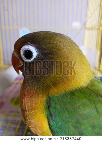 agapornis close up photo white eye ring