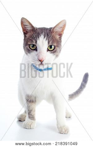 Domestic cat on isolated white studio background. Silver and grey and white pattern. Cat colors. Trained cute cat kitten. Cute.