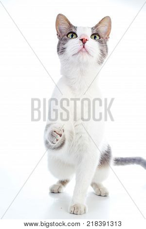 Domestic cat on isolated white studio background. Silver and grey and white pattern. Cat colors. Trained cute cat kitten. Cute.