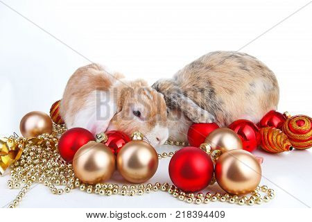 Christmas animals. Rabbit pet lop dwarf dutch wo colored orange bunny rabbits celebrate christmas with red gold christmas bauble ornaments on isolated white studio background. Cute animals. Pets christmas.
