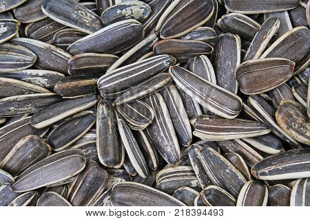 Sunflower seeds. Seeds with shell. Sunflower seed texture closeup pattern as background. Food photo.
