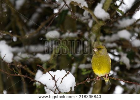 Greenfinch (Carduelis chloris) perched in snowy hedgerow United Kingdom