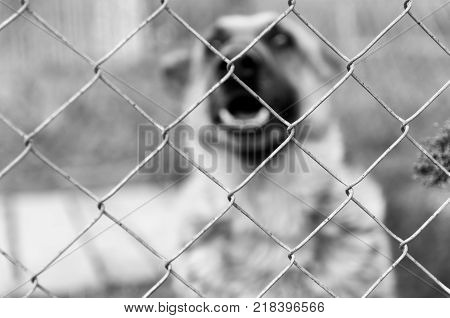 Wired fence, barking German Shepherd in the background in black and white.