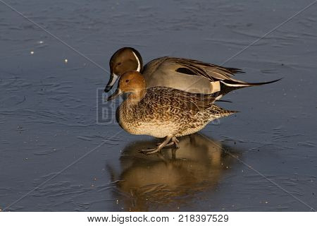 Pair of Pintail Ducks (Anas acuta) on Ice United Kingdom