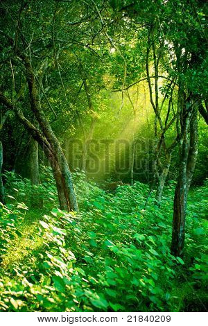 Sollys stråler pour gennem blade i en regnskov på Sri Lanka