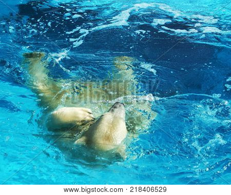 White polar bear bathes in the ocean, swims on the back